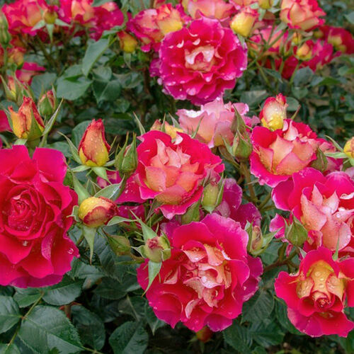 07814_roza_floribunda_brera_002_kopiya_500_auto_jpg_5_80 | ЛПХ питомник роз "ГАРАНТ"