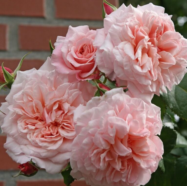 rose_de_tolbiac_1_800x800 | ЛПХ питомник роз "ГАРАНТ"